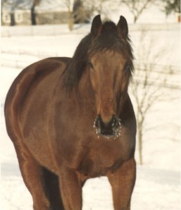 remington-steel_crop remington-steel_crop