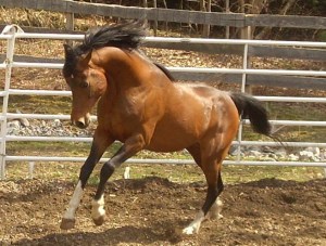 Natural Carriage Natural Carriage